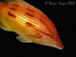 Miss Piggy, aka. a  female Red Pigfish (Bodianus unimacul... by Brian Mayes 